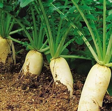 白萝卜|白萝卜和此物一起炖，色斑消失了，免疫力提高，给身体做个大扫除