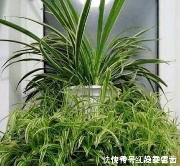 它就是“养花万能水”，比淘米水、啤酒水强10倍，植物吸收快