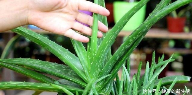 胶质|芦荟不值钱,养成“老桩”很稀罕,叶子胶质多,越老越值钱!