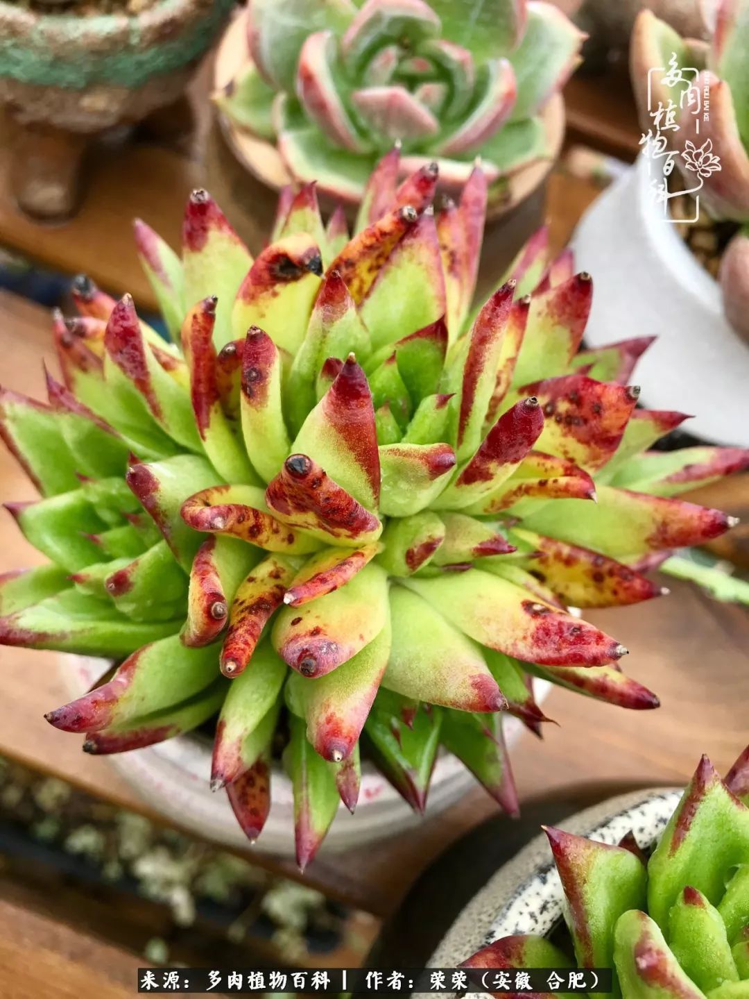 初秋时节,度夏后的多肉陆续回归!偷偷上了一层淡妆!