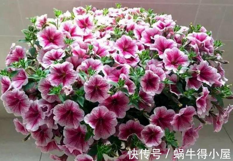 修枝|养花什么时候动手修枝好?遇上这3种情况,早下手早受益