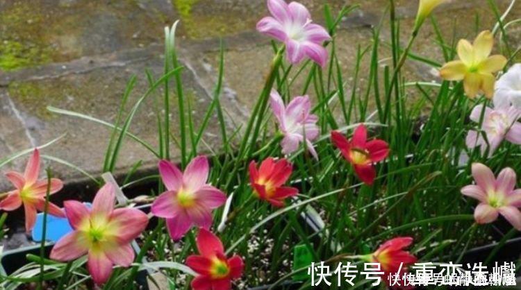 龙船花|此花超漂亮,沾土就活,花朵迷人,阵阵花香,花朵大