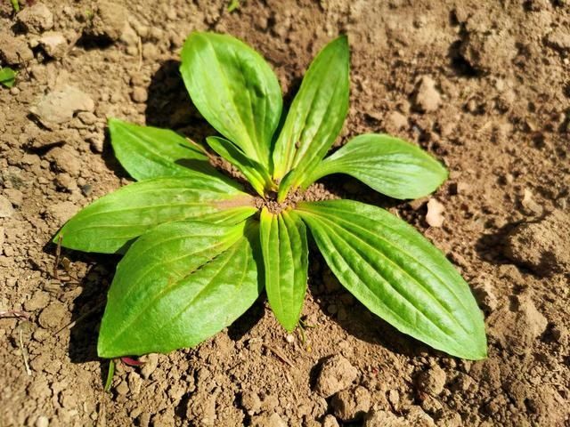 爽口|11种常见野菜，比青菜还爽口，随便挖一把，解腻又养人