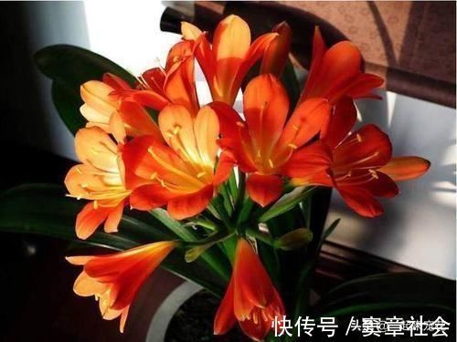 油烟机|最厉害的养花营养液给君子兰喂一勺,四季油绿,秋凉早开花