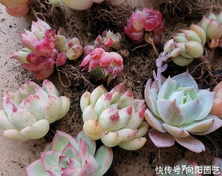 休眠季|夏天买多肉,上盆种好别浇水,遇水就黑腐,花钱打水漂