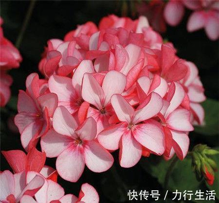 花葵|几种花养在家里,花大色很艳,韵压群芳超美丽,很值得拥有