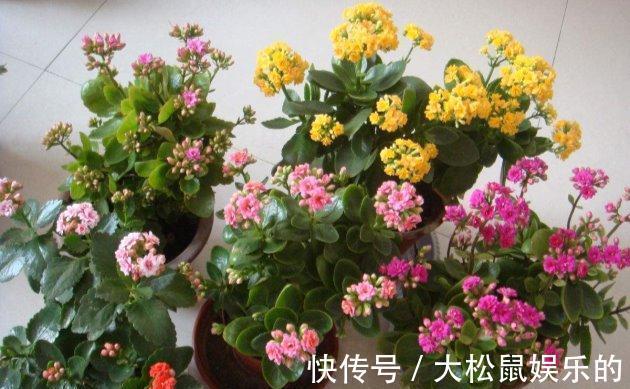 养分|长寿花这样养秋天蹭蹭长天花爆盆