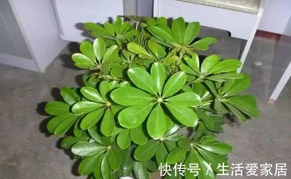 绿植|6种绿植家里光照不好也能养，你有哪些了呢