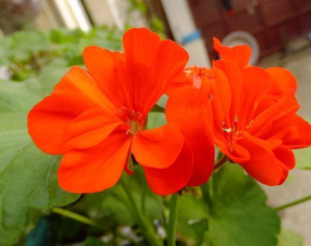 天竺葵神奇的“一劈”,给予适量的水,温度,不几天就能生根成活