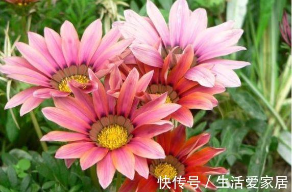 花朵|8月14日-8月29日,庭院选这几款花,花姿妖娆,花朵清新优雅