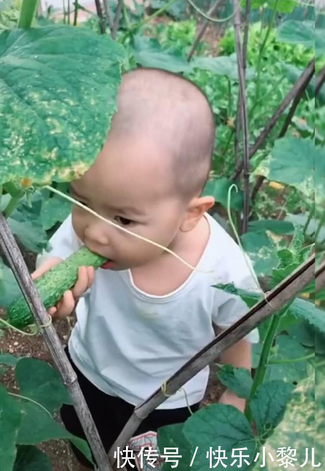 宝宝|妈妈带娃去奶奶菜园摘菜,一不留神宝宝半根黄瓜已下肚,妈妈无语