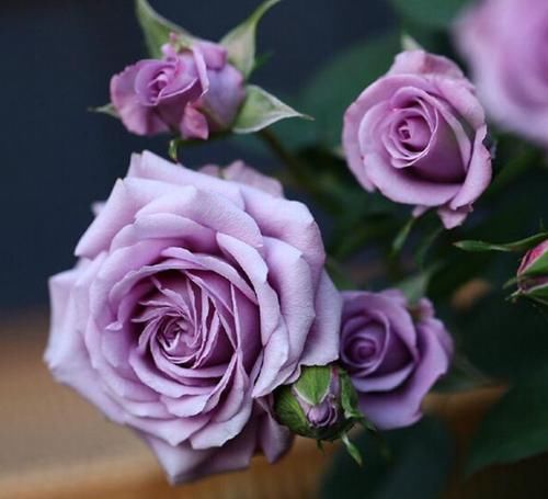  少见|最浪漫的月季，花色少见，花量巨大，多季节重复开花，非常受欢迎