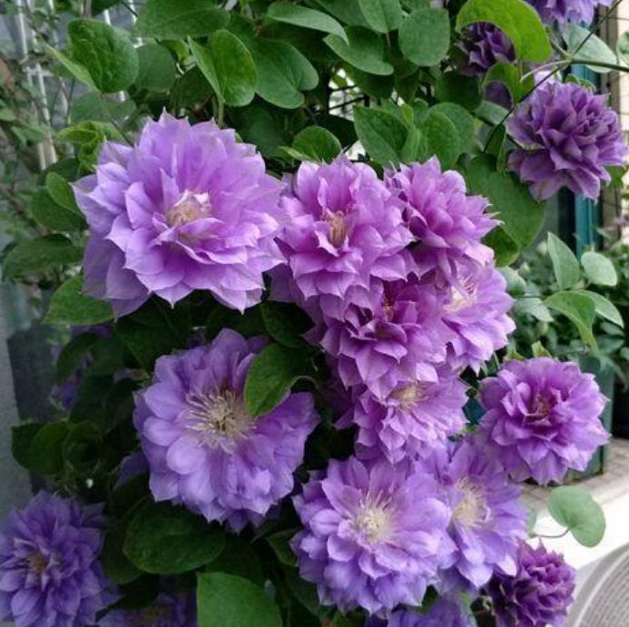 这款花卉，适合居家养殖，开花美长势旺，养在客厅生机勃勃，美