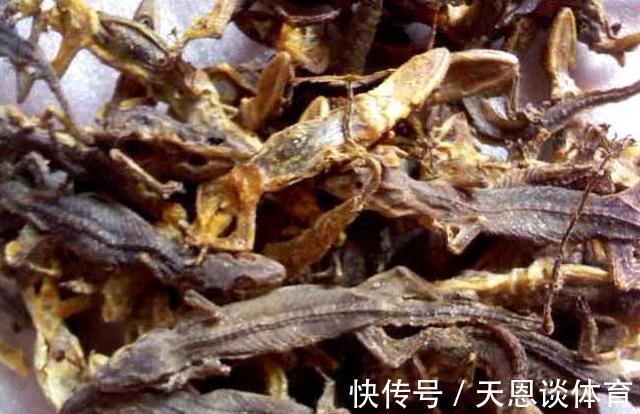 治疗癌症|老人说农村房屋上的壁虎可以治疗癌症,是真的吗?