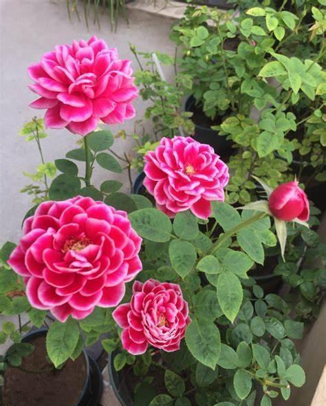 花质|养花试试这几款,花大色艳,花质堪称群花之首