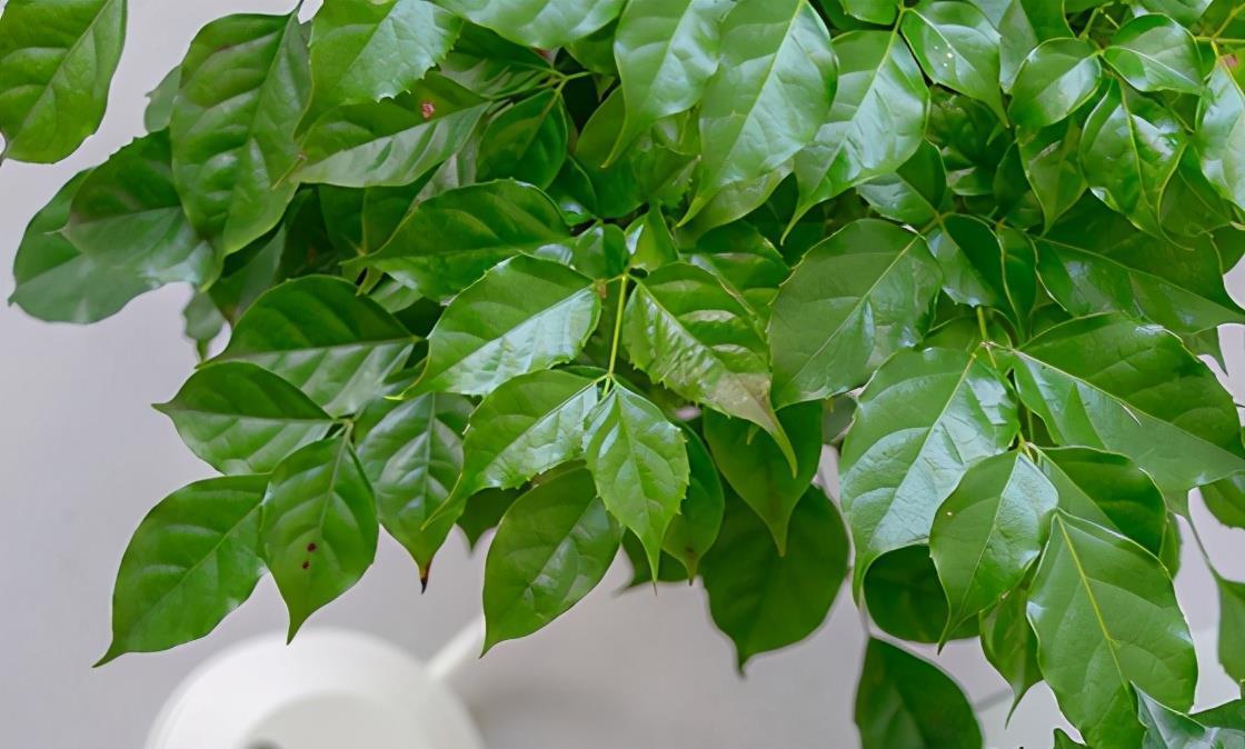 幸福树|夏季养护幸福树,掌握3要素,保证叶片油绿有光泽,长势快