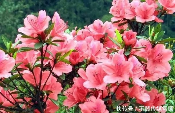 中国的十大名花，你知道几个？