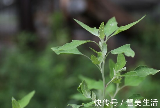 小根|65种野菜图片，带你认识不同的野菜和吃法，你想要的野菜这里都有