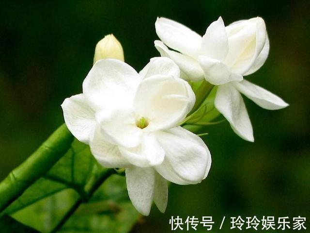 阳台上|夏天养什么花不怕高温是首选，这3种花正符合心意花量也大