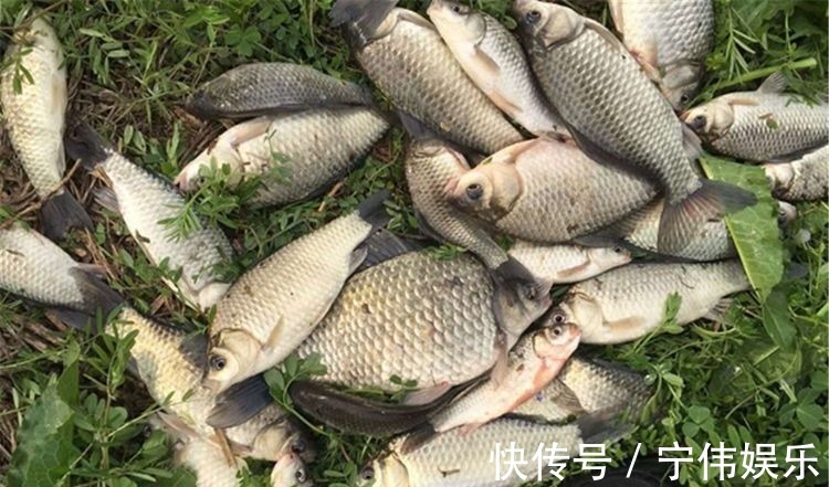 鲫鱼|野生大鲫鱼,最怕遇上的几种饵料,控制不住嘴,忍不住想吃!