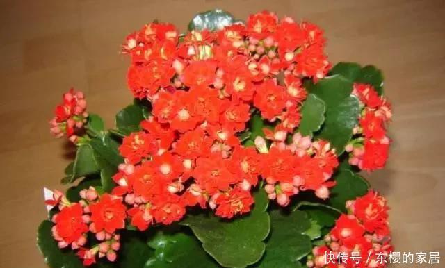 养花旧土别丢,掺入这“3样”,肥得流油不板结,养花太旺了