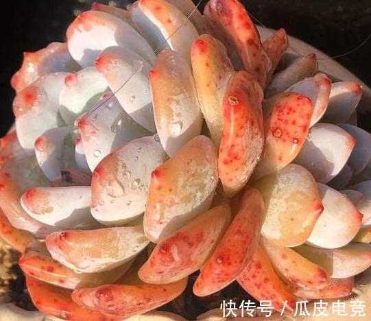 丸叶姬秋丽丸|20种多肉推荐给大家，美图美肉，那种多肉你最喜欢