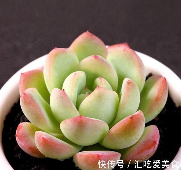 别人的多肉养的白白胖胖,你的多肉一星期换一颗,到底是为什么