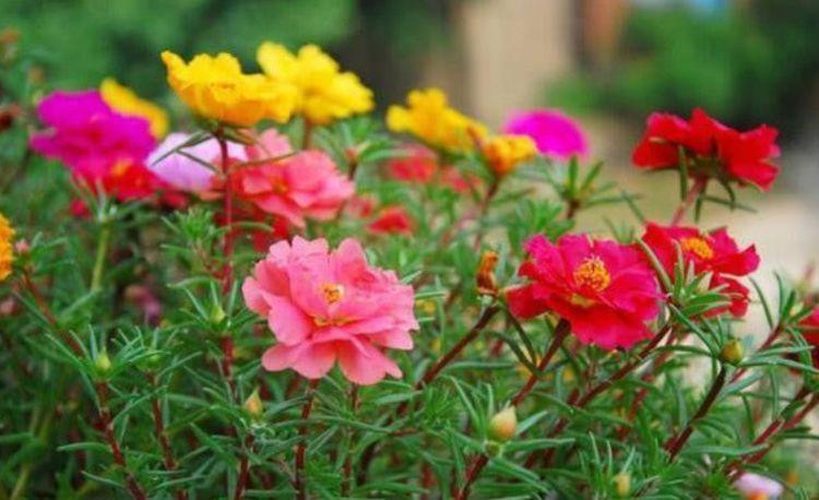 家里要养几种花,开花吉祥又喜庆,比牡丹美,比绿萝好养!