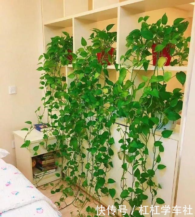 养绿萝“拉一拉”,长得满屋都是,4个方法一学就会!
