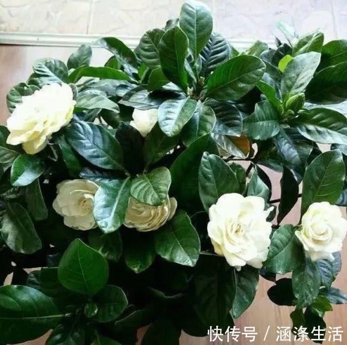 肥料|4种花是花中劳模,一年四季开花不断,美的不像话