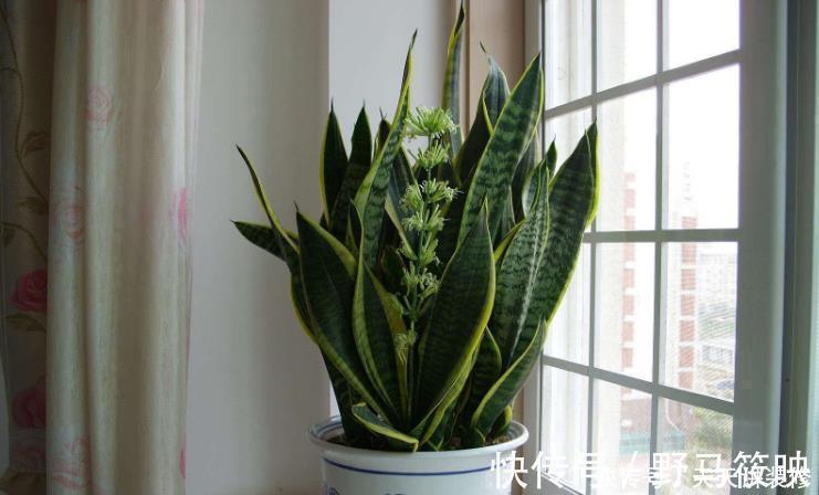 养殖|新人养花容易出问题，不如盆栽虎皮兰，注意4点，好活漂亮