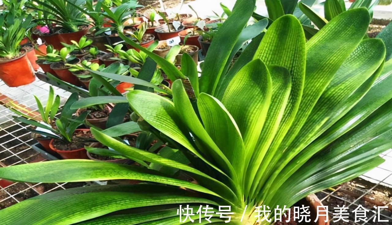 天冷后,需要“穷养”的六种花,水多易烂根,多晒爱生长