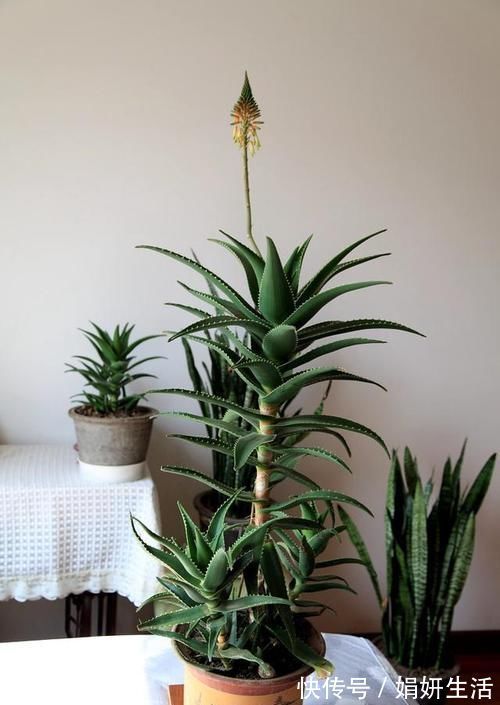 芦荟好养活？不注意此3点，叶子发黄干瘪，更别提爆盆了！
