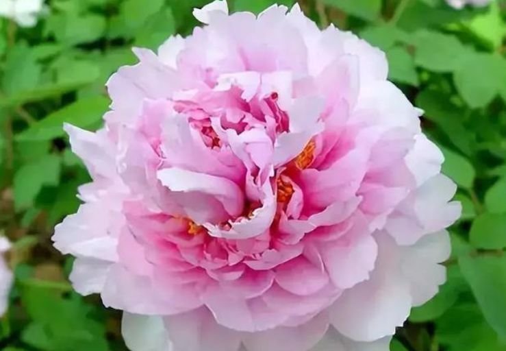 4种花一定要养，不用操啥心，花色繁多易爆盆，娇艳欲滴