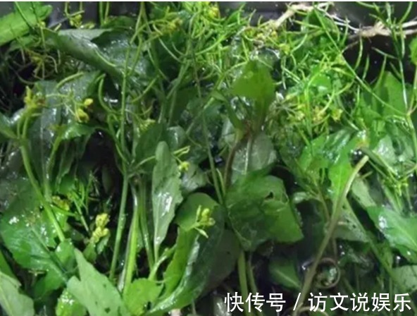老大|在乡村处处可见的野菜,竟然是抗癌老大,没有几个人知道吧!