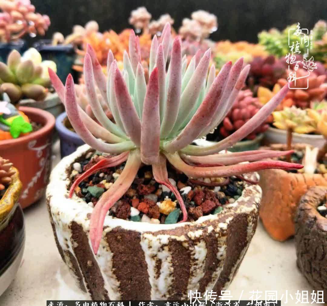 大棚|多肉赠与人间绝色，也赋予我春暖花开！