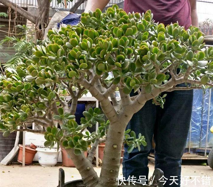 她家玉树有点怪，叶片往下长，原因全在这里