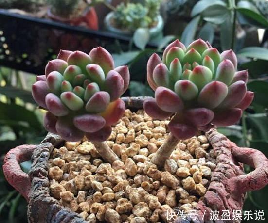 多肉|几天不打理，多肉全都有了“白胡须”，这该怎么办需要剪掉吗