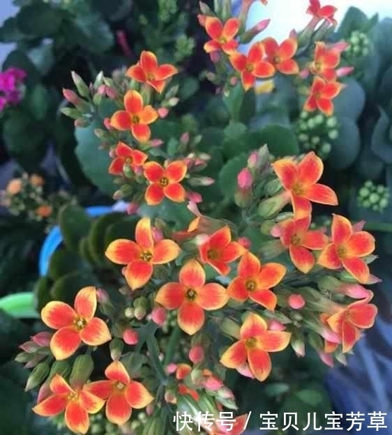 从养1盆死1盆,到1盆变100盆长寿花,姥姥只用了3小技巧