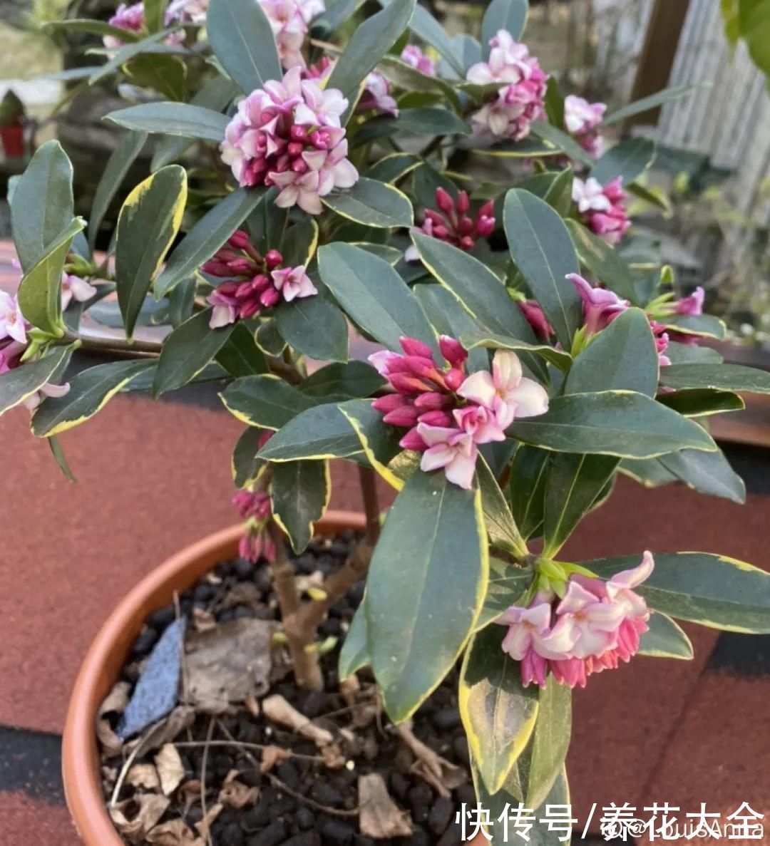 冬天好养的花，皮实不娇气，颜值高上档次，咋养都开花