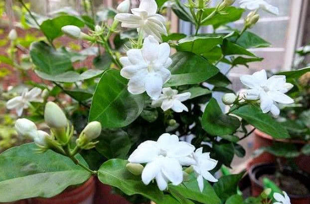 蚯蚓|养栀子花、茉莉花，学会关键“1招”，不黄叶、掉蕾，花开满枝