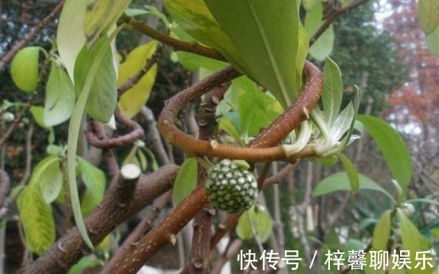 打结|这个植物,俗称“打结花”,树枝碰一起就会打结,价值丰富!