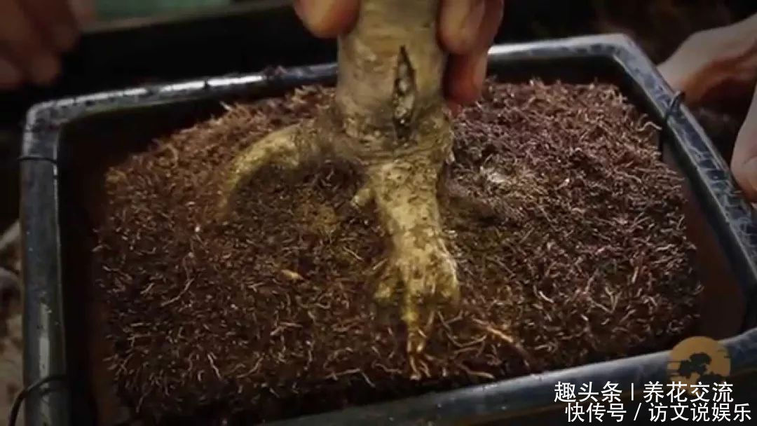 土壤|养几年的盆景植物在早春的时候没有移栽,那真是亏大了