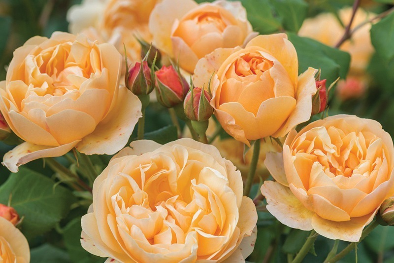 喜欢菊花，那就养“精品玫瑰”罗尔德玫瑰，美丽淡雅，甜蜜可人！