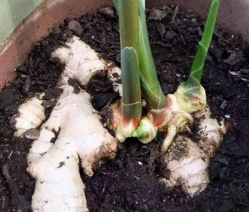 发芽的生姜不吃就盆栽,3个月下崽,秋收多到吃不完