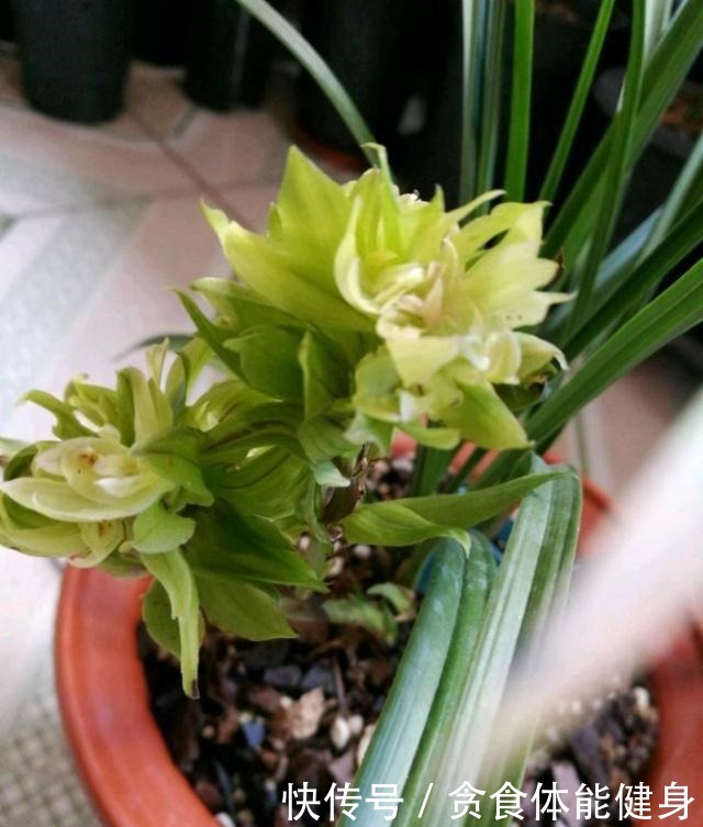 曾经的天价兰花,现在很便宜,花香浓郁,养护简单,很值得栽培!