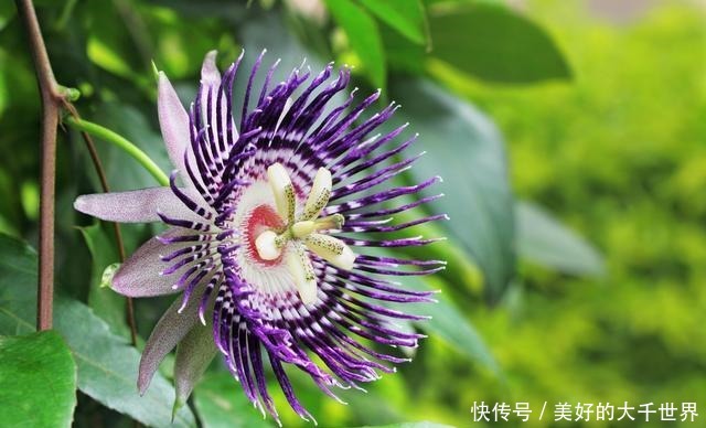 吃剩的百香果籽别扔,种在花盆里,即可四季赏花,也可品果