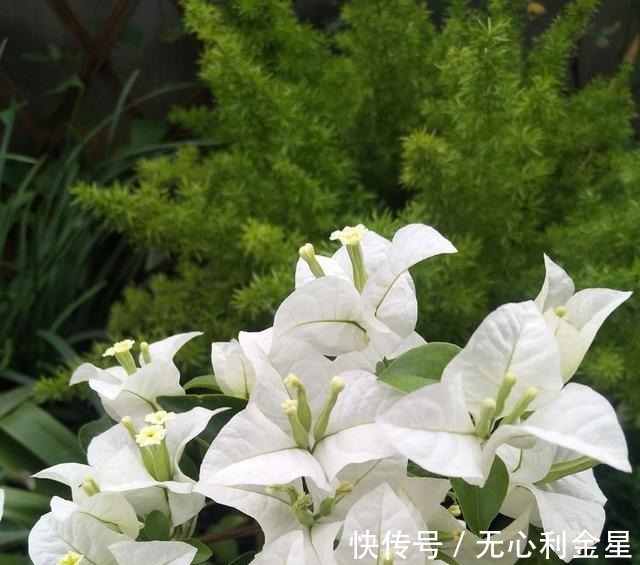 矾根|为了300㎡露台花园,毫不犹豫买了这房子,在城市屋顶过上田园生活!