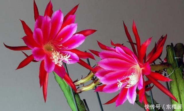 春季|令箭荷花冬季“1足1控”,花芽早分化,春季一个叶片能开几十朵