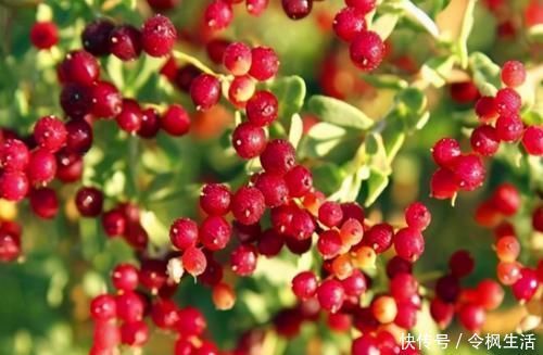 健康长寿|肝不好的人，牢记常吃3种天然排毒王，减轻肝脏负担，有助于养肝